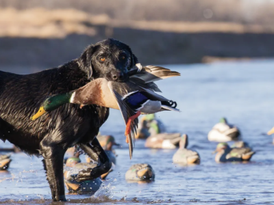 Bird/Duck Hunting - North Carolina